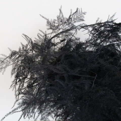 Black Enhanced Plumosa Fern Greenery Close Up - Image