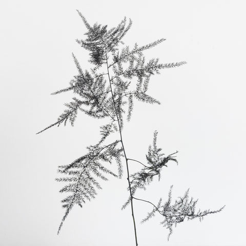 Black Enhanced Plumosa Fern Greenery Stem - Image