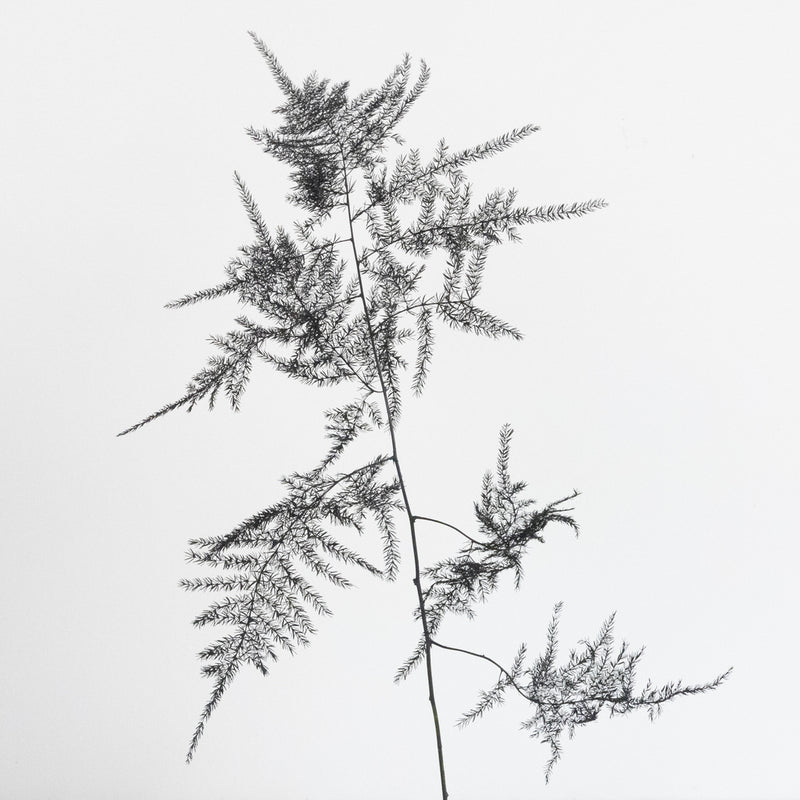 Black Enhanced Plumosa Fern Greenery Stem - Image