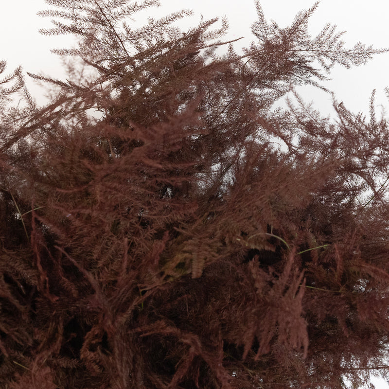 Brown Enhanced Plumosa Fern Greenery Close Up - Image