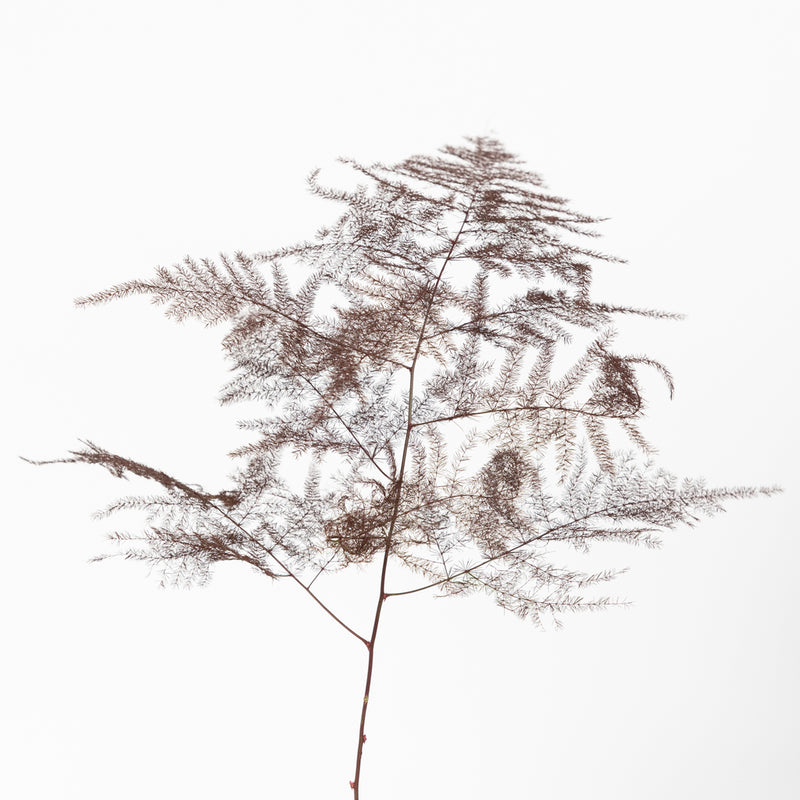 Brown Enhanced Plumosa Fern Greenery Stem - Image