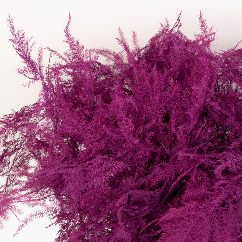 Cerise Enhanced Plumosa Fern Greenery Close Up - Image