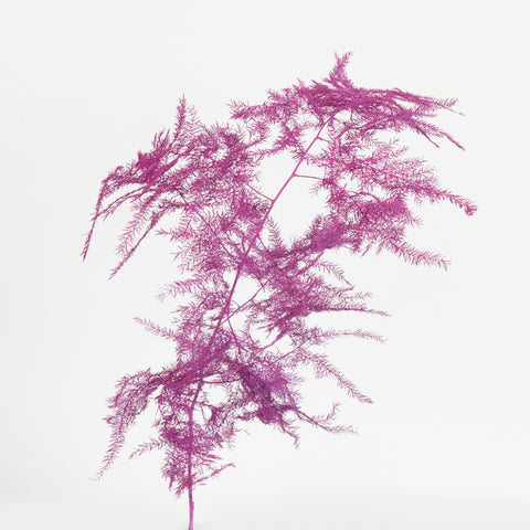 Cerise Enhanced Plumosa Fern Greenery Stem - Image