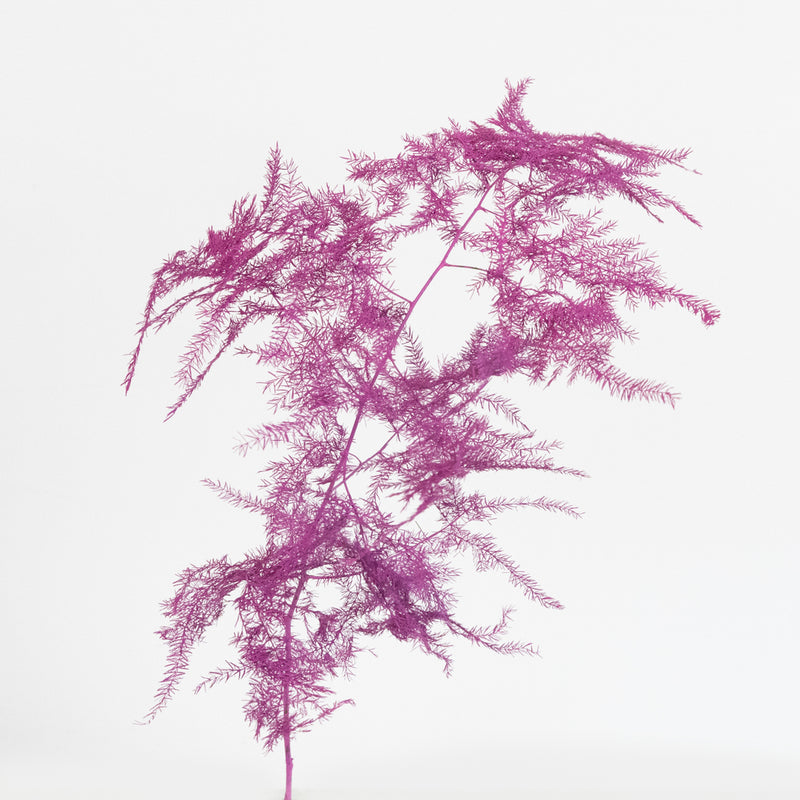 Cerise Enhanced Plumosa Fern Greenery Stem - Image