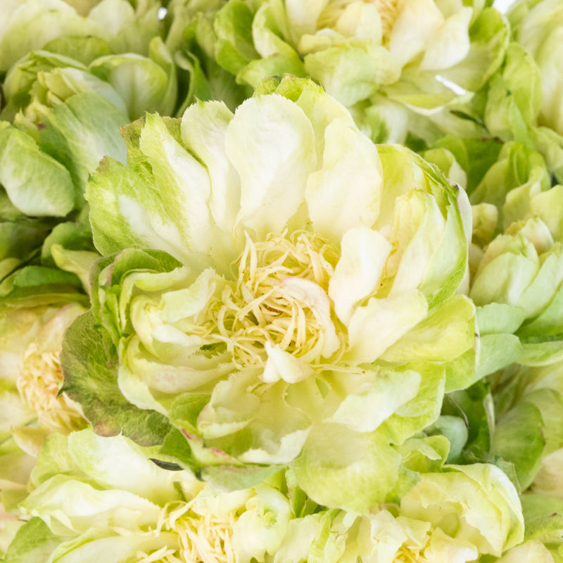 Green Veggie Roses Close Up - Image