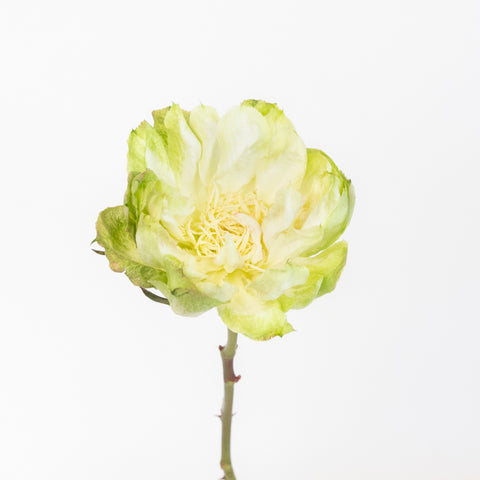 Green Veggie Roses Stem - Image
