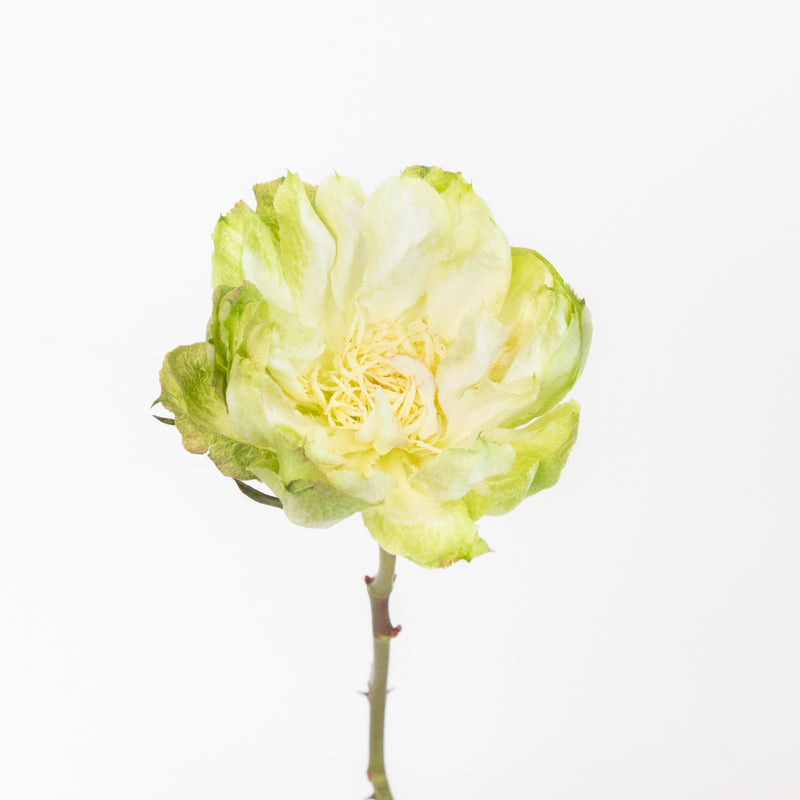 Green Veggie Roses Stem - Image