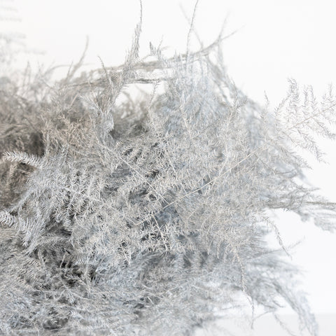 Silver Enhanced Plumosa Fern Greenery Close Up - Image