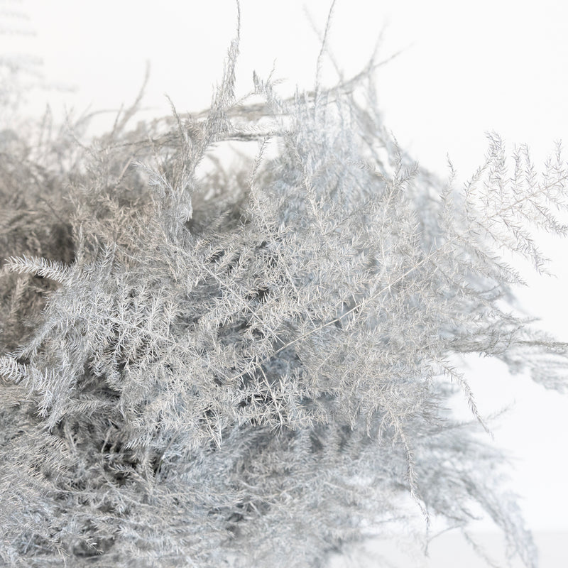 Silver Enhanced Plumosa Fern Greenery Close Up - Image