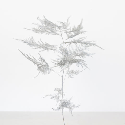 Silver Enhanced Plumosa Fern Greenery Stem - Image