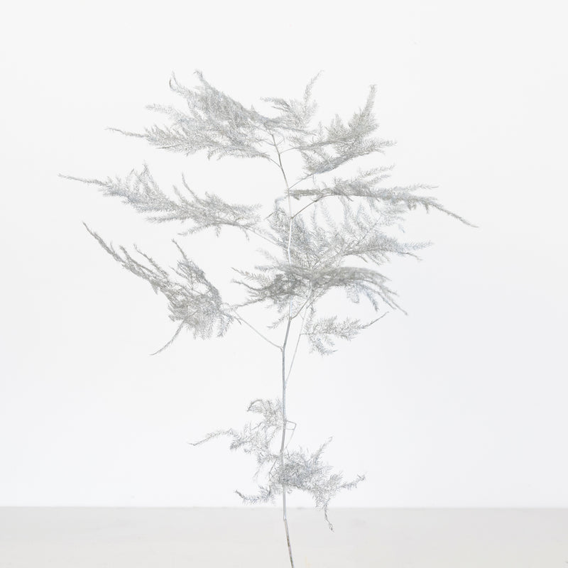 Silver Enhanced Plumosa Fern Greenery Stem - Image