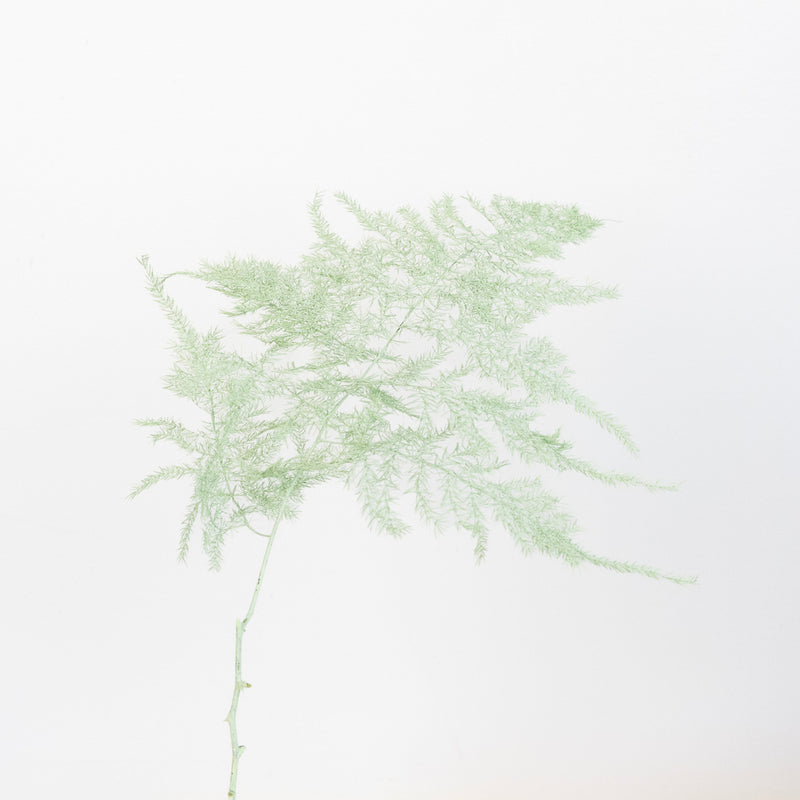 Mint Green Enhanced Plumosa Fern Greenery Stem - Image