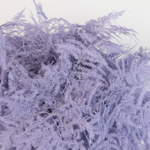 Lavender Enhanced Plumosa Fern Greenery Close Up - Image