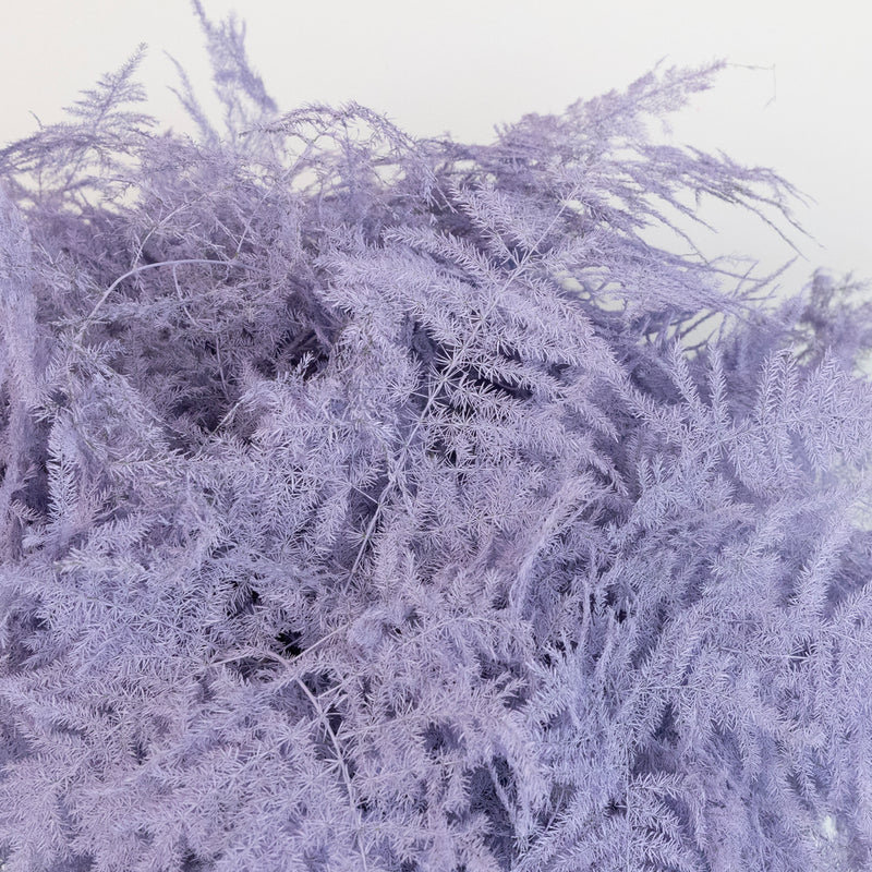 Lavender Enhanced Plumosa Fern Greenery Close Up - Image
