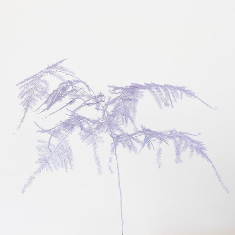 Lavender Enhanced Plumosa Fern Greenery Stem - Image