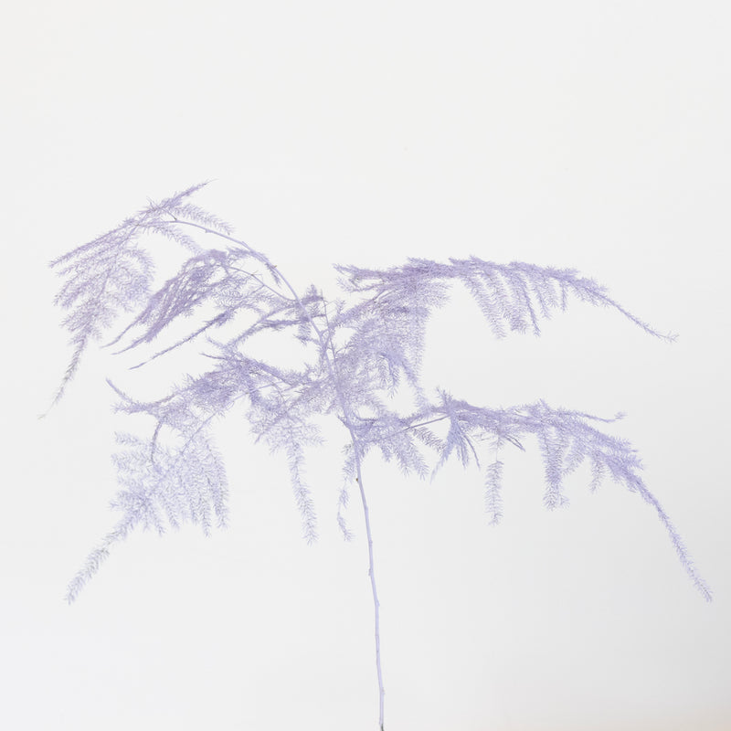 Lavender Enhanced Plumosa Fern Greenery Stem - Image