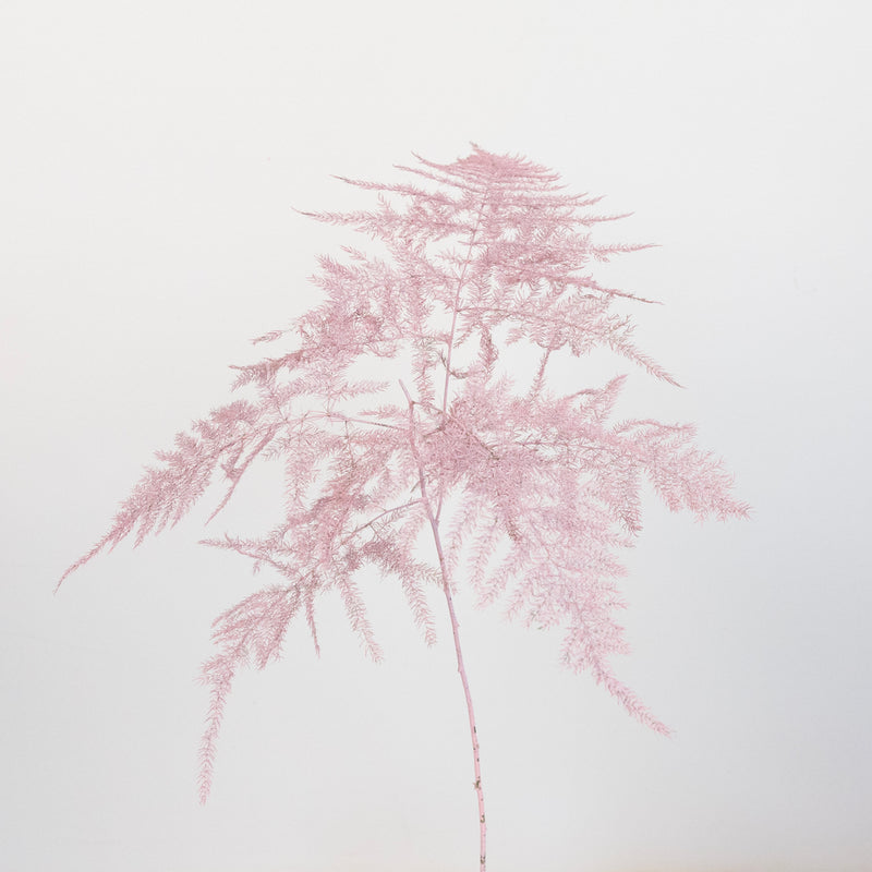 Light Pink Enhanced Plumosa Fern Greenery Stem - Image