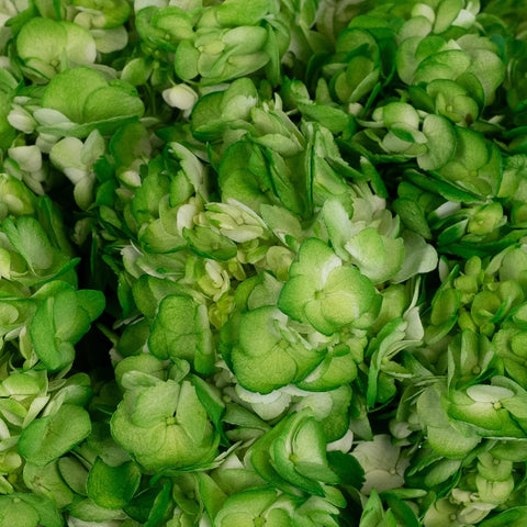 Bright Green Airbrushed Hydrangea Close Up - Image