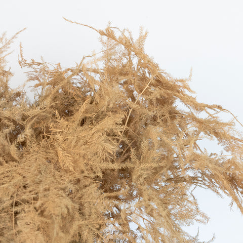 Peach Enhanced Plumosa Fern Greenery Close Up - Image