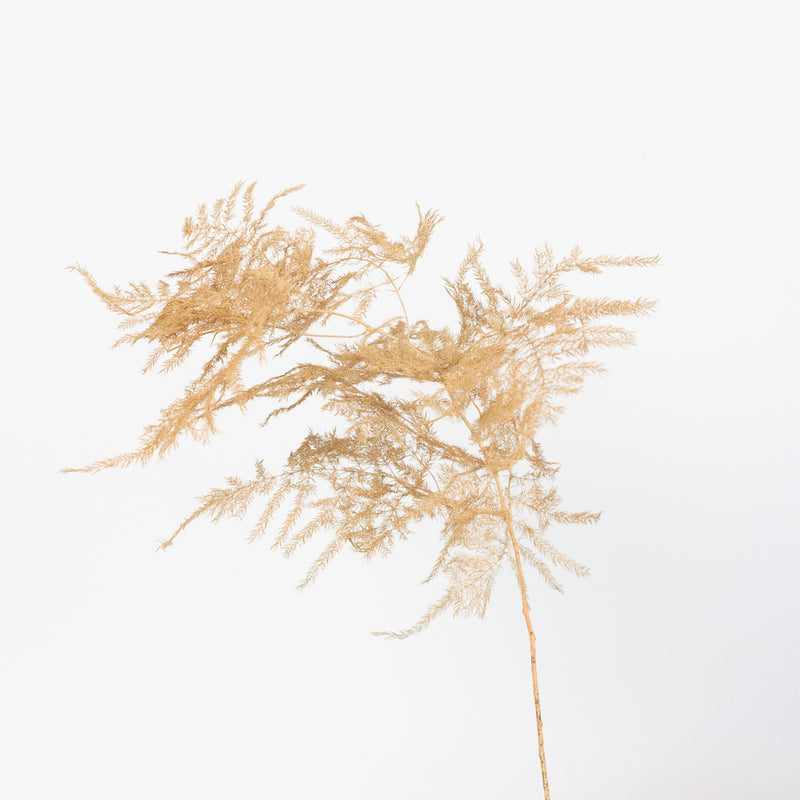 Peach Enhanced Plumosa Fern Greenery Stem - Image