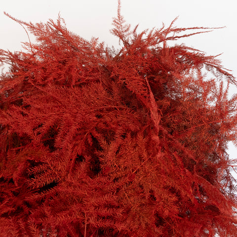 Red Enhanced Plumosa Fern Greenery Close Up - Image