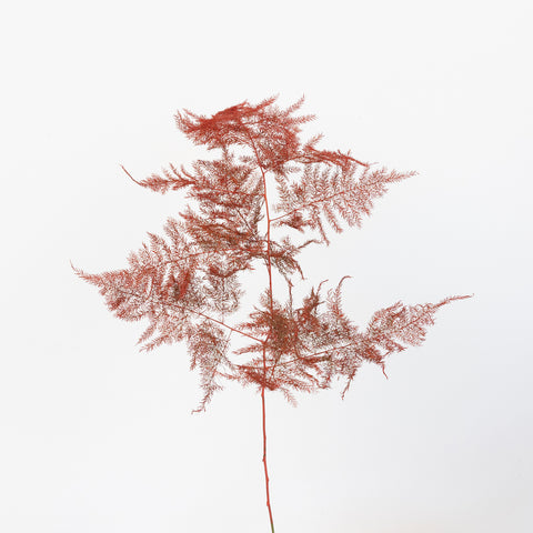 Red Enhanced Plumosa Fern Greenery Stem - Image