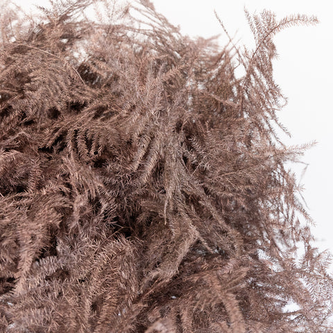 Rose Gold Enhanced Plumosa Fern Greenery Close Up - Image
