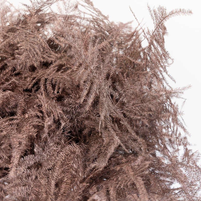 Rose Gold Enhanced Plumosa Fern Greenery Close Up - Image