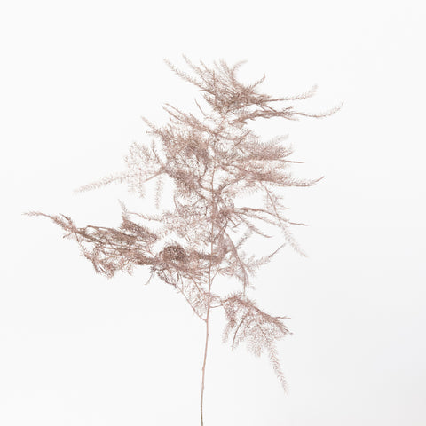 Rose Gold Enhanced Plumosa Fern Greenery Stem - Image