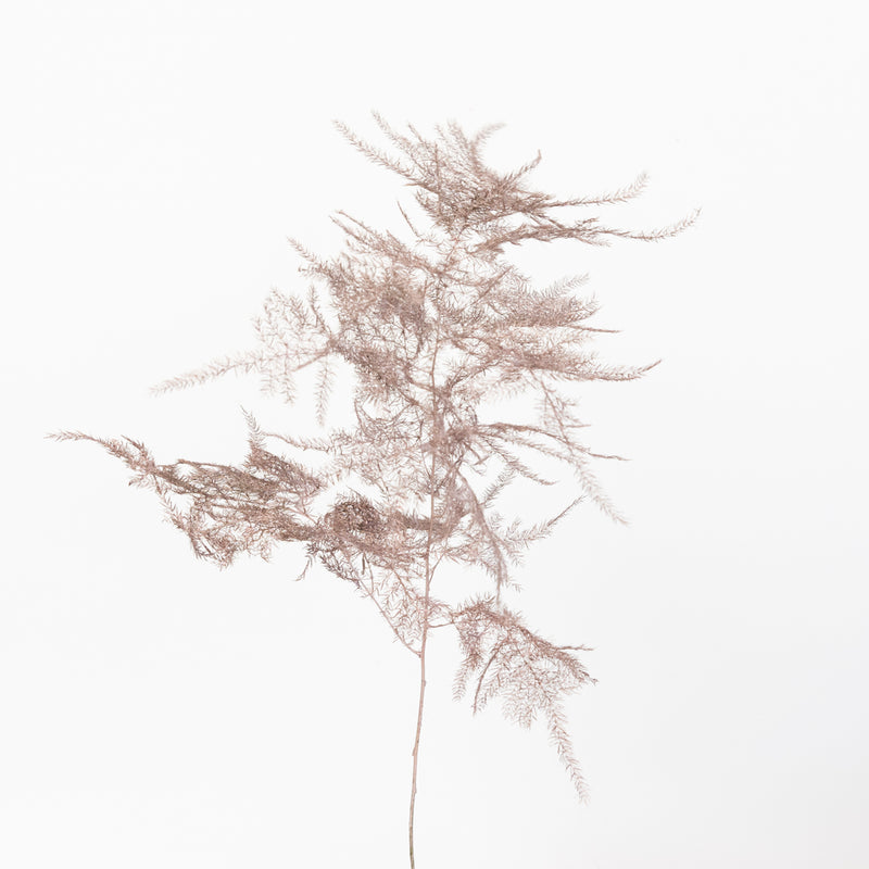 Rose Gold Enhanced Plumosa Fern Greenery Stem - Image