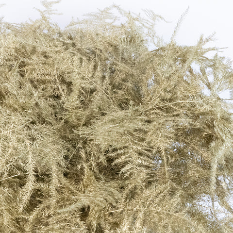 Antique Gold Enhanced Plumosa Fern Greenery Close Up - Image