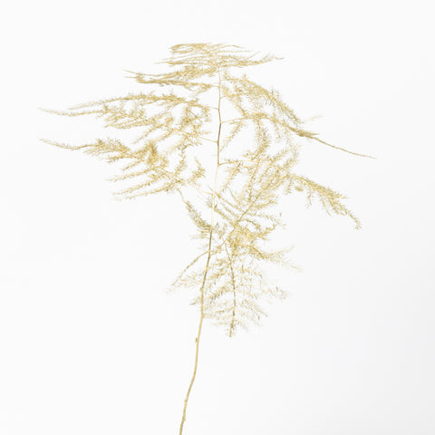 Antique Gold Enhanced Plumosa Fern Greenery Stem - Image