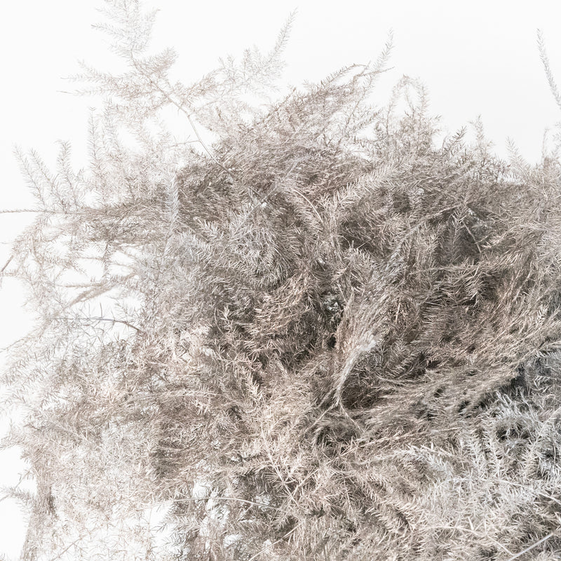 Grey Enhanced Plumosa Fern Greenery Close Up - Image