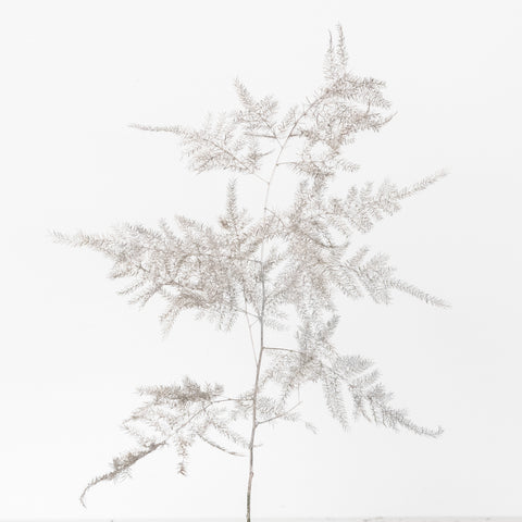 Grey Enhanced Plumosa Fern Greenery Stem - Image
