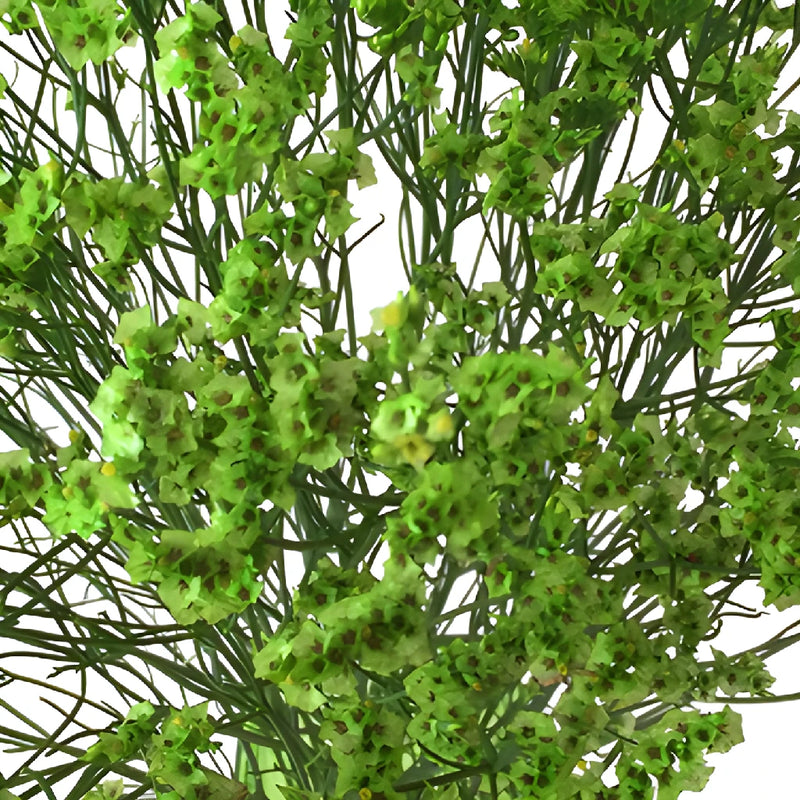 Bright Green Airbrushed Limonium Flowers