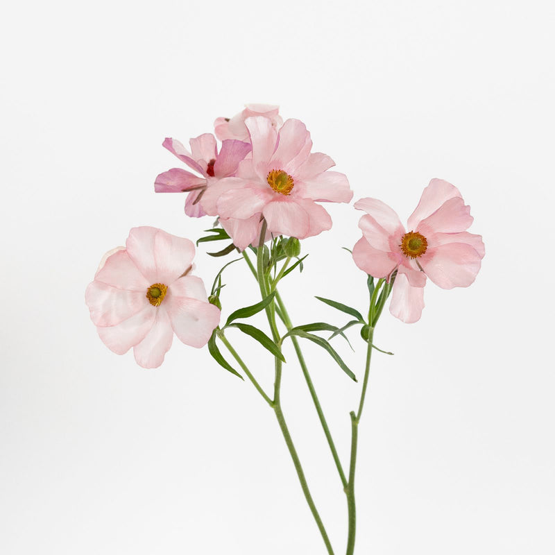 Unique Pink Butterfly Ranunculus Flower Stem - Image