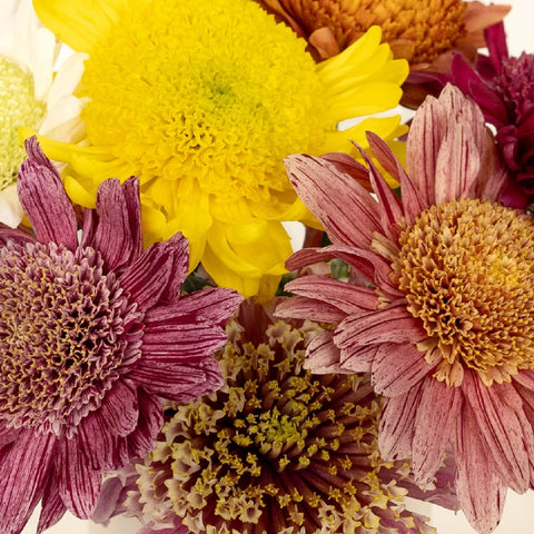 Gerbera Multi Color Farm Mix Close Up - Image