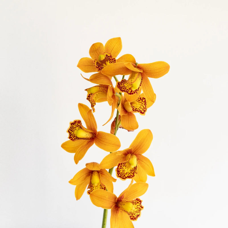 Mini Cymbidium Amber Orange Apron - Image