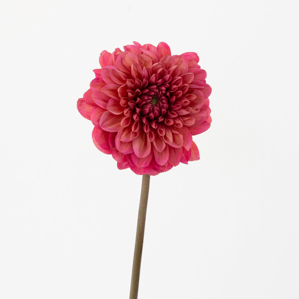 Eme様 Buy Wholesale Salmon Dahlia Flower in Bulk - FiftyFlowers