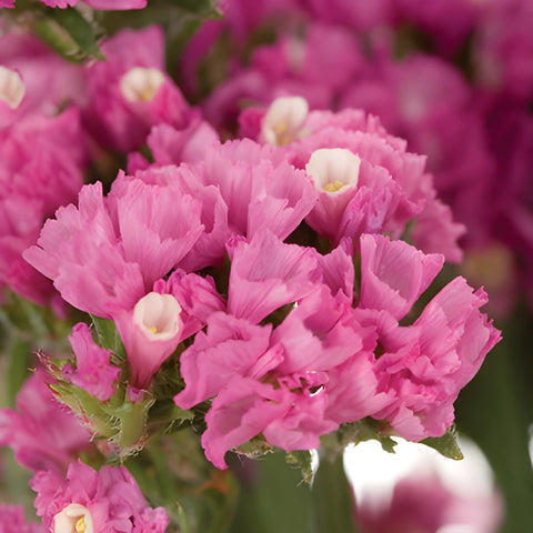 Bright Pink Tinted Statice Flower