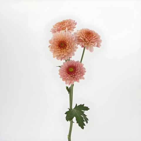 Sasaki And Juicy Stem - Image
