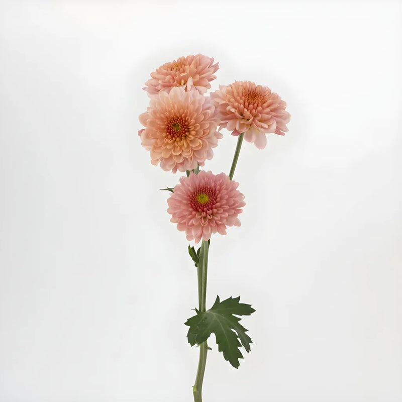Sasaki And Juicy Stem - Image