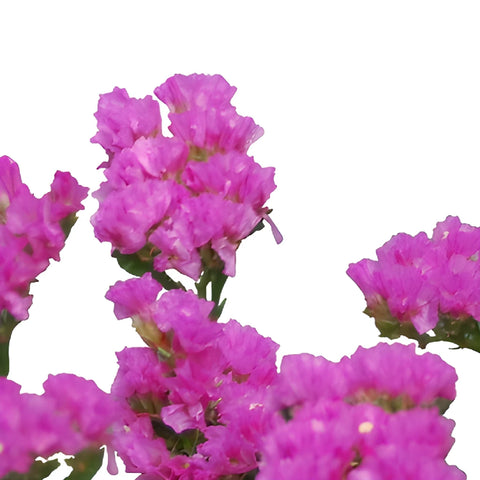 Bright Pink Tinted Statice Flower