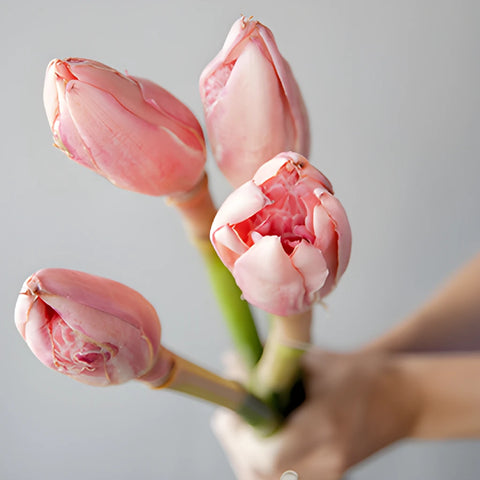 Bright Pink Torch Tropical Ginger Flower