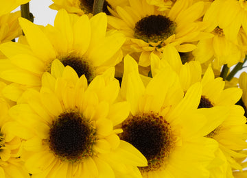 Bright Yellow Novelty Viking Pom Flower Close Up - Image