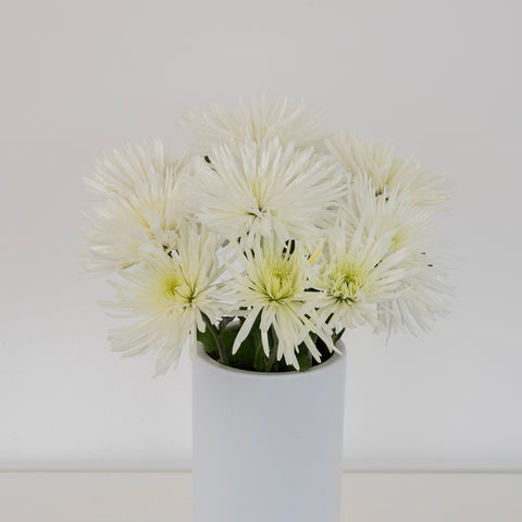 Anastasia White Spider Mum Flowers Vase - Image