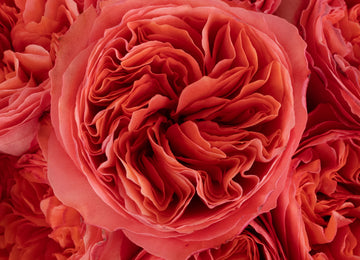 Hues Of Pink Garden Rose Close Up - Image