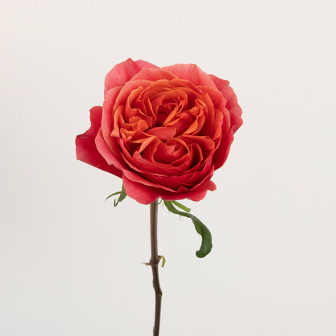 Hot Pink Garden Rose Stem - Image