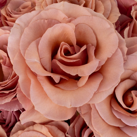 Moab Novelty Rose Close Up - Image