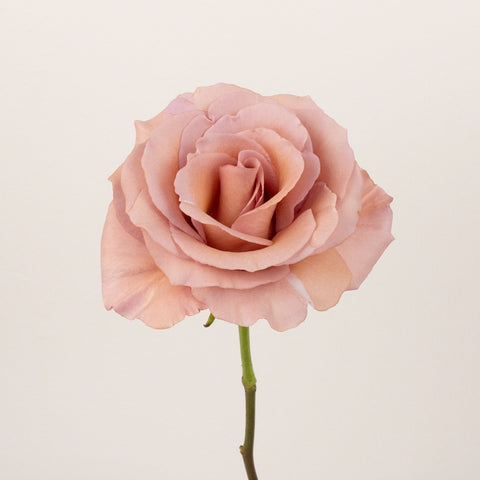 Moab Novelty Rose Stem - Image